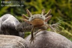Flossen Freunde 11 Axolotl Naturfarben, Ambystoma Mexicanum
