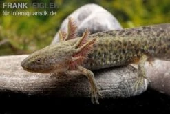 Axolotl Naturfarben, Ambystoma Mexicanum 8 Axolotl Naturfarben, Ambystoma Mexicanum -Flossen Freunde Axolotl Wildling 3