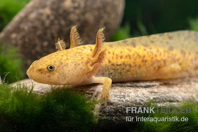 Axolotl Kupfer, Ambystoma Mexicanum 1 Axolotl Kupfer, Ambystoma Mexicanum