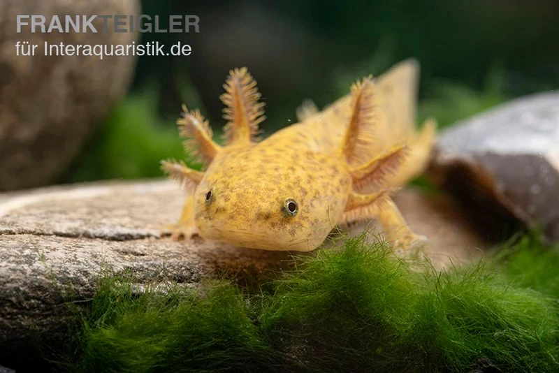 Axolotl Kupfer, Ambystoma Mexicanum 2 Axolotl Kupfer, Ambystoma Mexicanum – Bild 2