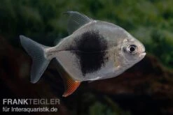 Blackberry Silver Dollar, Myleus Sp. Blackberry -Flossen Freunde Blackberry Silver Dollar Myleus sp Blackberry 3