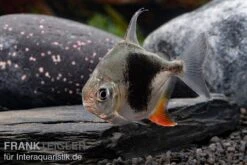 Blackberry Silver Dollar, Myleus Sp. Blackberry -Flossen Freunde Blackberry Silver Dollar Myleus sp Blackberry 4