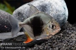 Blackberry Silver Dollar, Myleus Sp. Blackberry -Flossen Freunde Blackberry Silver Dollar Myleus sp Blackberry 5