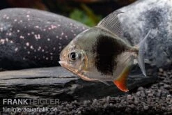 Blackberry Silver Dollar, Myleus Sp. Blackberry -Flossen Freunde Blackberry Silver Dollar Myleus sp Blackberry 6