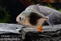 Blackberry Silver Dollar, Myleus Sp. Blackberry -Flossen Freunde Blackberry Silver Dollar Myleus sp Blackberry 7