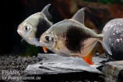 Blackberry Silver Dollar, Myleus Sp. Blackberry -Flossen Freunde Blackberry Silver Dollar Myleus sp Blackberry 8