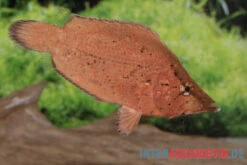 Flossen Freunde -Flossen Freunde Blattfisch Monocirrhus polyacanthus neu 2