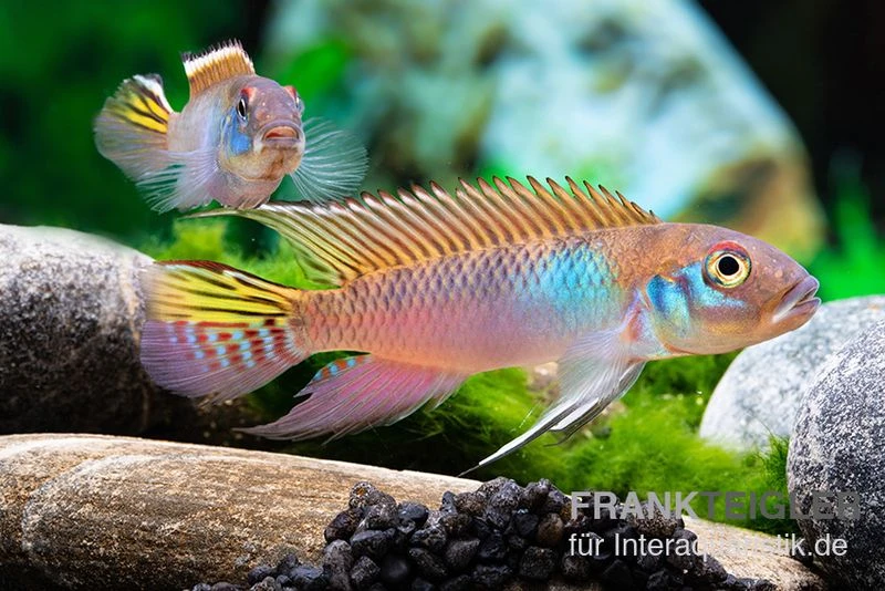 Blauer Kongocichlide, Nanochromis Parilus 2 Blauer Kongocichlide, Nanochromis Parilus – Bild 2