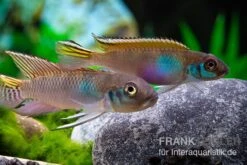 Blauer Kongocichlide, Nanochromis Parilus 7 Blauer Kongocichlide, Nanochromis Parilus -Flossen Freunde Blauer Kongocichlide Nanochromis parilus 1 Paar 2