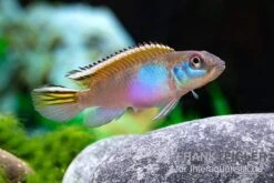 Blauer Kongocichlide, Nanochromis Parilus
