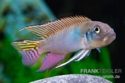 Blauer Kongocichlide, Nanochromis Parilus 8 Blauer Kongocichlide, Nanochromis Parilus -Flossen Freunde Blauer Kongocichlide Nanochromis parilus 1 Paar 4