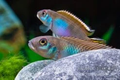Blauer Kongocichlide, Nanochromis Parilus 9 Blauer Kongocichlide, Nanochromis Parilus -Flossen Freunde Blauer Kongocichlide Nanochromis parilus 1 Paar 5