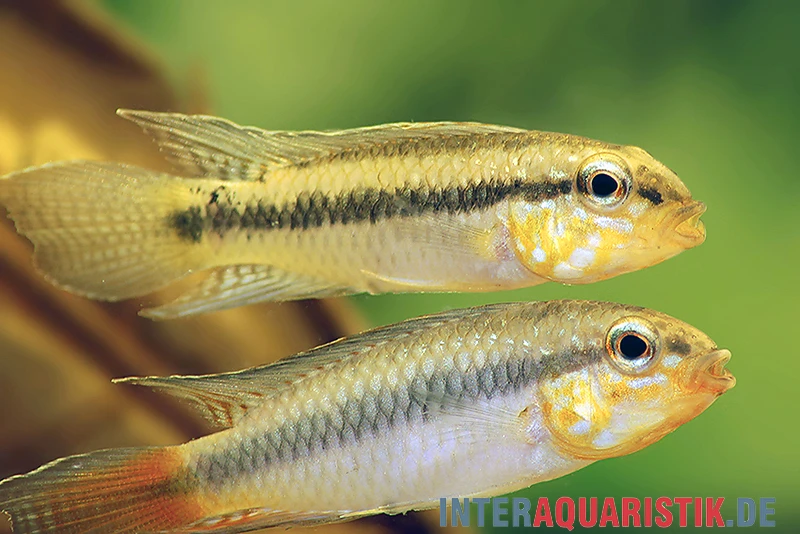 Blutkehl-Apistogramma, Apistogramma Uaupesi, Paarweise 2 Blutkehl-Apistogramma, Apistogramma Uaupesi, Paarweise – Bild 2