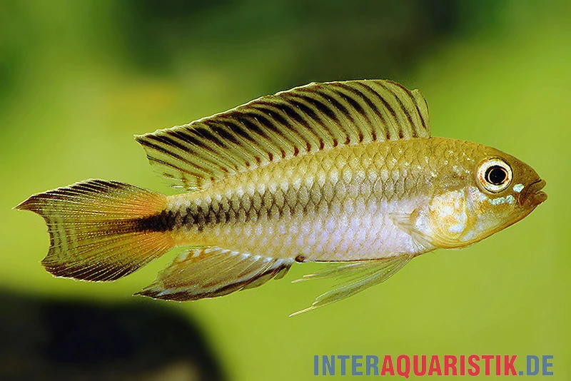 Blutkehl-Apistogramma, Apistogramma Uaupesi, Paarweise 1 Blutkehl-Apistogramma, Apistogramma Uaupesi, Paarweise