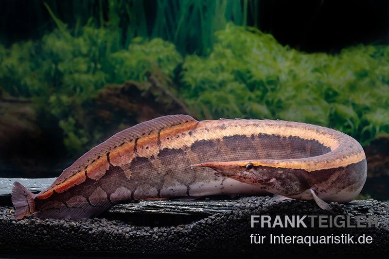 Borneo-Stachelaal, Macrognathus Cf. Tapirus 1 Borneo-Stachelaal, Macrognathus Cf. Tapirus