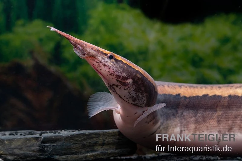 Borneo-Stachelaal, Macrognathus Cf. Tapirus 2 Borneo-Stachelaal, Macrognathus Cf. Tapirus – Bild 2