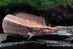 Borneo-Stachelaal, Macrognathus Cf. Tapirus 5 Borneo-Stachelaal, Macrognathus Cf. Tapirus -Flossen Freunde Borneo Stacheaal Macrognathus cf tapirus 14