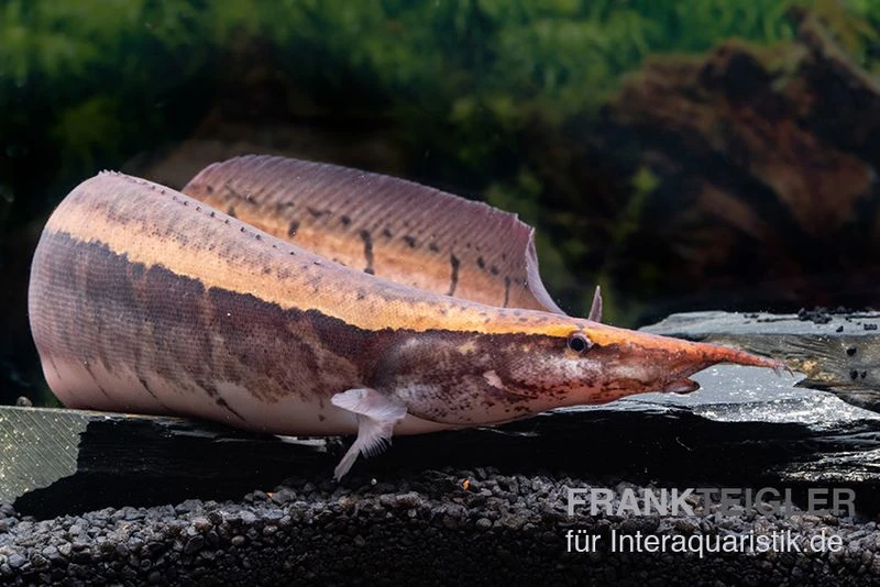 Borneo-Stachelaal, Macrognathus Cf. Tapirus 3 Borneo-Stachelaal, Macrognathus Cf. Tapirus – Bild 3