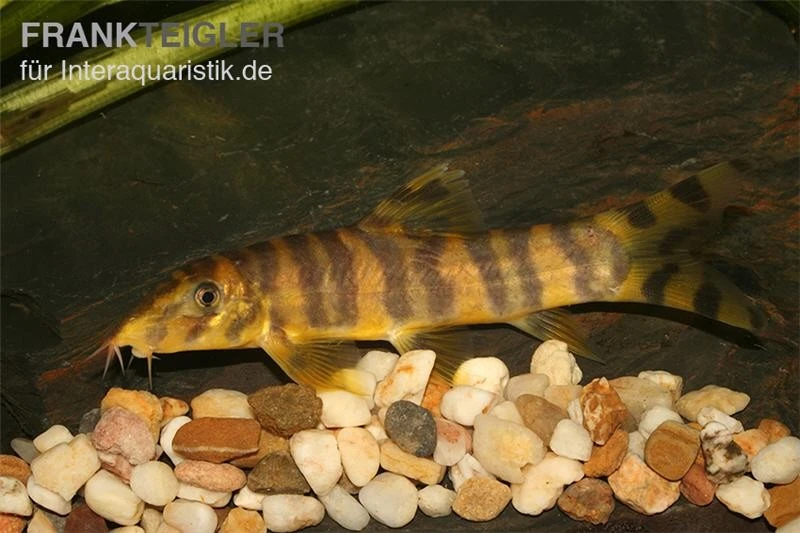 Kaiser Prachtschmerle, Botia Udomritthiruji 1 Kaiser Prachtschmerle, Botia Udomritthiruji