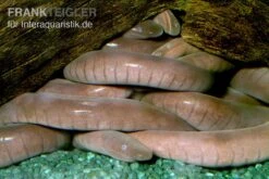 Flossen Freunde 13 Breitkopf-Schwimmwühle, Typhlonectes Natans