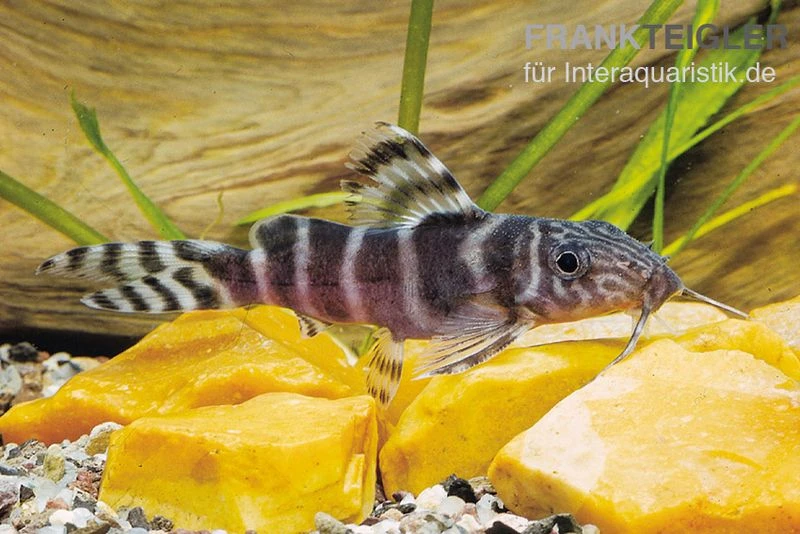 Brichards Fiederbartwels, Synodontis Brichardi 1 Brichards Fiederbartwels, Synodontis Brichardi