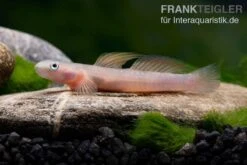 Cebu-Grundel, Sicyopus Cebuensis, 1 Paar -Flossen Freunde Cebu Grundel Sicyopus cebuensis 3