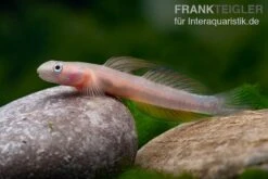 Cebu-Grundel, Sicyopus Cebuensis, 1 Paar -Flossen Freunde Cebu Grundel Sicyopus cebuensis 4