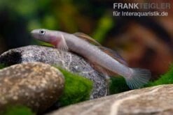 Cebu-Grundel, Sicyopus Cebuensis, 1 Paar -Flossen Freunde Cebu Grundel Sicyopus cebuensis 5