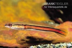 Flossen Freunde 37 Goldlinienschlangenkopffisch, Channa Micropeltes
