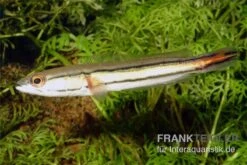 Flossen Freunde -Flossen Freunde Channa micropeltes Goldlinienschlangenkopf