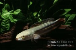 Goldlinienschlangenkopffisch, Channa Micropeltes 5 Goldlinienschlangenkopffisch, Channa Micropeltes -Flossen Freunde Channa micropeltes Goldlinienschlangenkopf 3