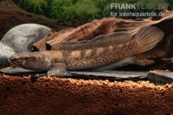 Meghalaya Leopard Schlangenkopf, Channa Sp. „Meghalaya Leopard"