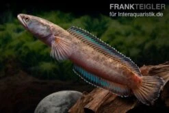 True Blue Schlangenkopf, Channa Sp. „True Blue Snakehead“ 11 True Blue Schlangenkopf, Channa Sp. „True Blue Snakehead“ -Flossen Freunde Channa spec 2 True Blue 15