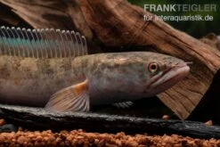 True Blue Schlangenkopf, Channa Sp. „True Blue Snakehead“ 10 True Blue Schlangenkopf, Channa Sp. „True Blue Snakehead“ -Flossen Freunde Channa spec 2 True Blue 8