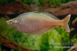 Flossen Freunde 32 Blehers-Regenbogenfisch, Chilatherina Bleheri, 5 Tiere
