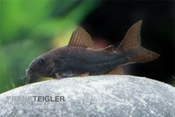 Schwarzer Metallpanzerwels, Corydoras Aeneus BLACK VENEZUELA, DNZ! -Flossen Freunde Corydoras aeneus BLACK VENEZUELA 14