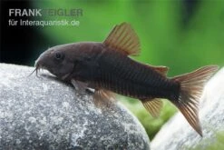 Schwarzer Metallpanzerwels, Corydoras Aeneus BLACK VENEZUELA, DNZ! -Flossen Freunde Corydoras aeneus BLACK VENEZUELA 6