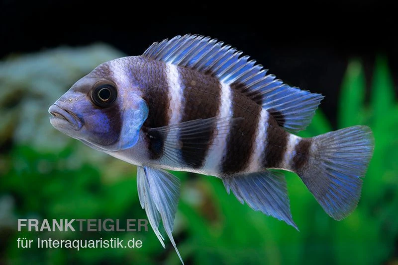 Beulenkopfcichlide Blue Zaire Mboba, Cyphotilapia Frontosa Blue Zaire Mboba 1 Beulenkopfcichlide Blue Zaire Mboba, Cyphotilapia Frontosa Blue Zaire Mboba