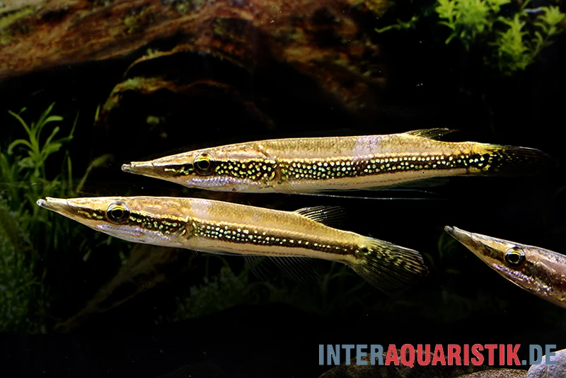 Diamant-Hechtkopf, Luciocephalus Aura 1 Diamant-Hechtkopf, Luciocephalus Aura