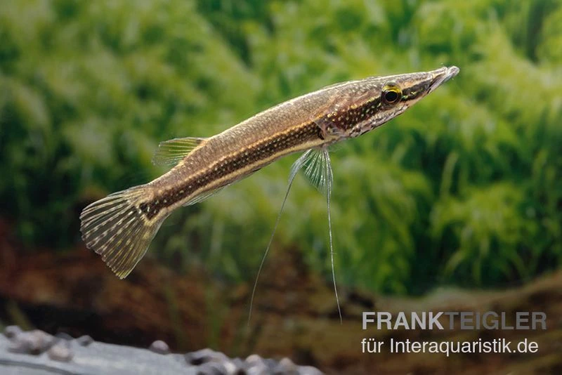 Diamant-Hechtkopf, Luciocephalus Aura 2 Diamant-Hechtkopf, Luciocephalus Aura – Bild 2