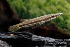 Diamant-Hechtkopf, Luciocephalus Aura 5 Diamant-Hechtkopf, Luciocephalus Aura -Flossen Freunde Diamant Hechtkopf Luciocephalus aura neu 2