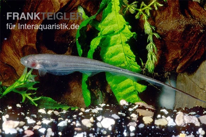 Grüner Messerfisch, Eigenmannia Virescens 1 Grüner Messerfisch, Eigenmannia Virescens