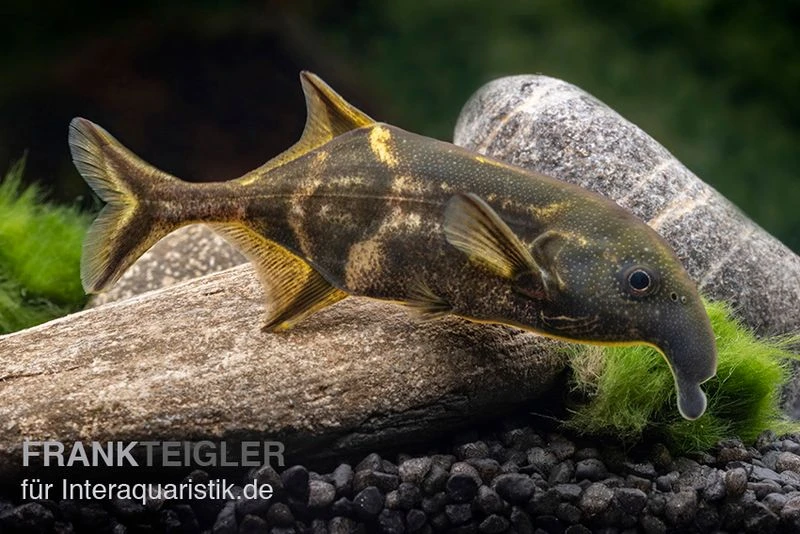 Elefantenfisch, Campylomormyrus Elephas 1 Elefantenfisch, Campylomormyrus Elephas