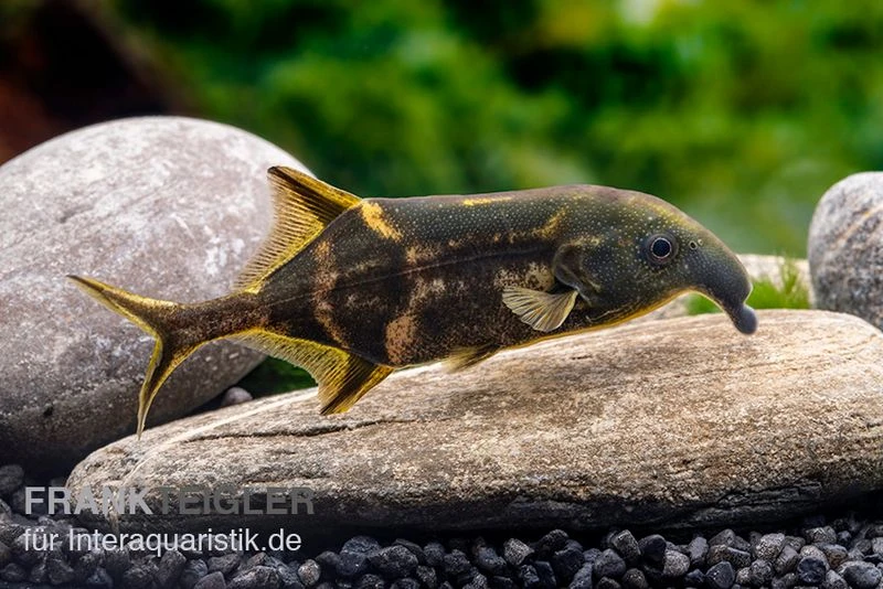 Elefantenfisch, Campylomormyrus Elephas 2 Elefantenfisch, Campylomormyrus Elephas – Bild 2