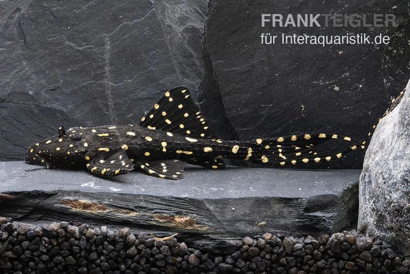 Elfenwels, Acanthicus Adonis 1 Elfenwels, Acanthicus Adonis