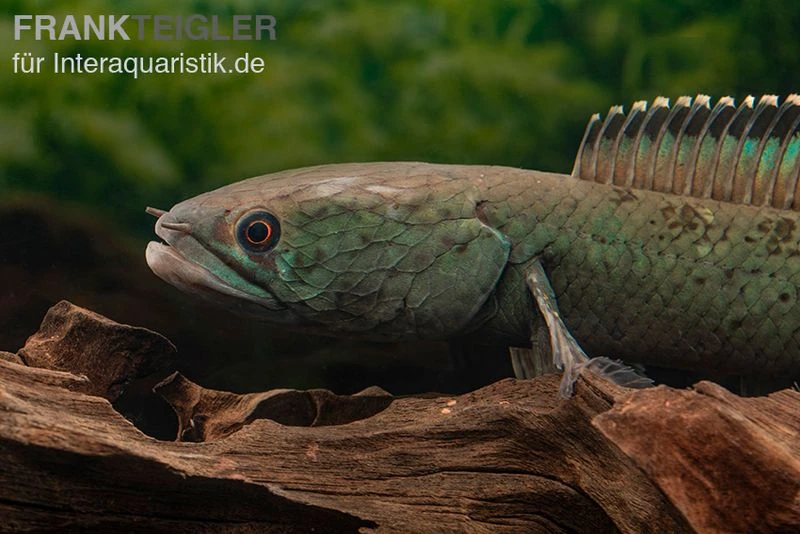 Emerald Green Schlangenkopf, Channa Sp. „Emerald Green“ 2 Emerald Green Schlangenkopf, Channa Sp. „Emerald Green“ – Bild 2