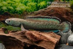 Emerald Green Schlangenkopf, Channa Sp. „Emerald Green“ 6 Emerald Green Schlangenkopf, Channa Sp. „Emerald Green“ -Flossen Freunde Emerald Green Schlangenkopf Channa sp Emerald Green 3