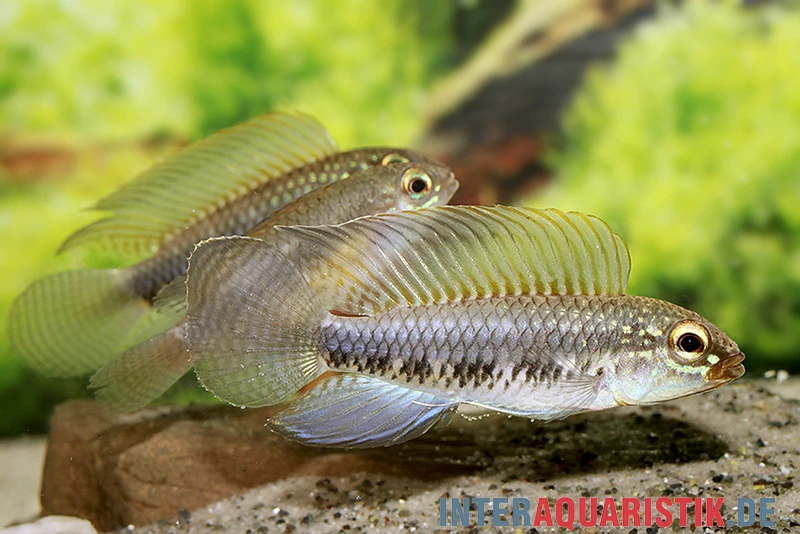 Fadenflossen-Zwergbuntbarsch, Apistogramma Iniridae, Paarweise 2 Fadenflossen-Zwergbuntbarsch, Apistogramma Iniridae, Paarweise – Bild 2