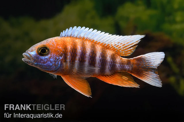 Feenbuntbarsch, Aulonocara Jacobfreibergi 1 Feenbuntbarsch, Aulonocara Jacobfreibergi