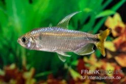 Flammenkongosalmler, Alestopetersius Nigropterus -Flossen Freunde Flammenkongosalmler Alestopetersius nigropterus 2 1